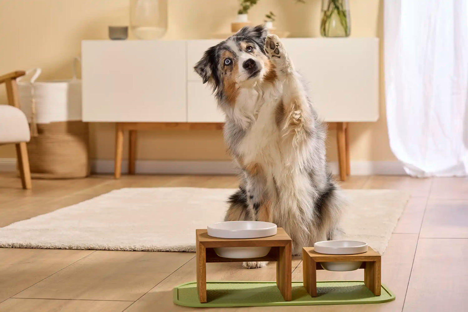 Pet Bowls and Feeding