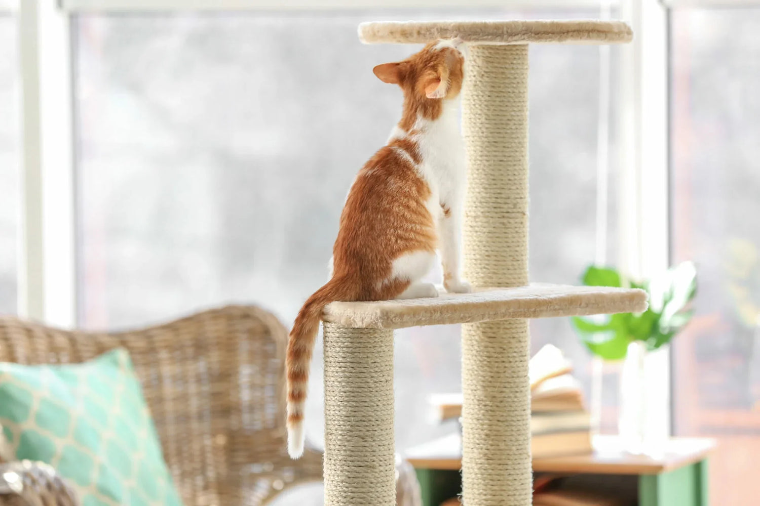 Pet Homes